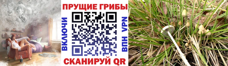наркошоп  Губкинский  Галлюциногенные грибы GOLDEN TEACHER 